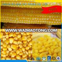 IQF frozen sweet corn price