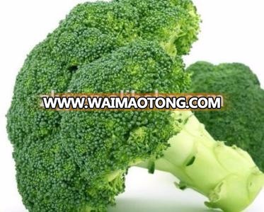 Wholesales bulk clean frozen fresh brands broccoli price